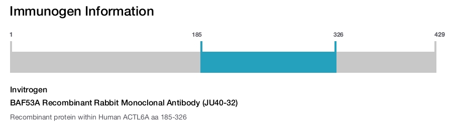BAF53A Recombinant Rabbit Monoclonal Antibody (JU40-32)