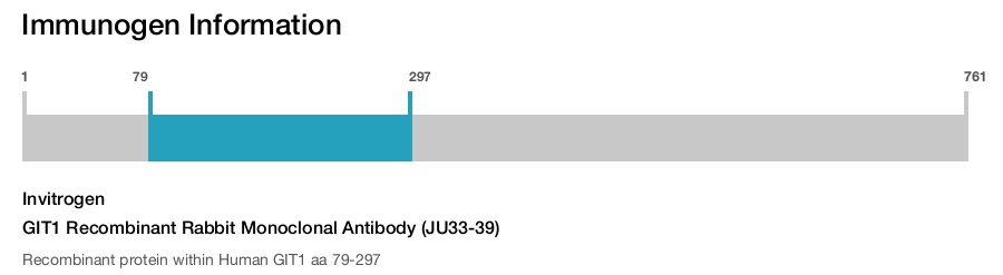 GIT1 Recombinant Rabbit Monoclonal Antibody (JU33-39)
