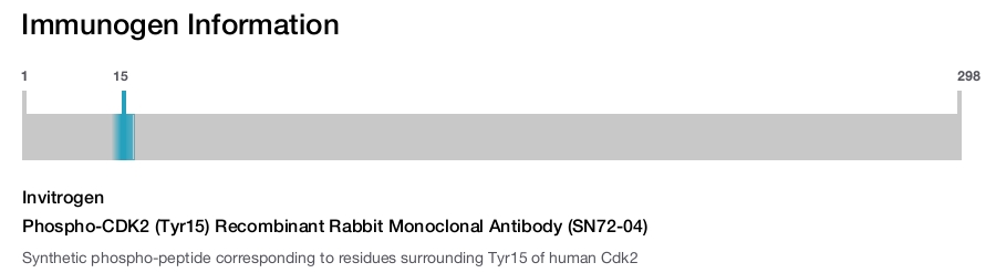 Phospho-CDK2 (Tyr15) Recombinant Rabbit Monoclonal Antibody (SN72-04)