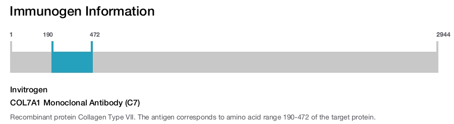 COL7A1 Monoclonal Antibody (C7)