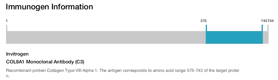 COL8A1 Monoclonal Antibody (C3)