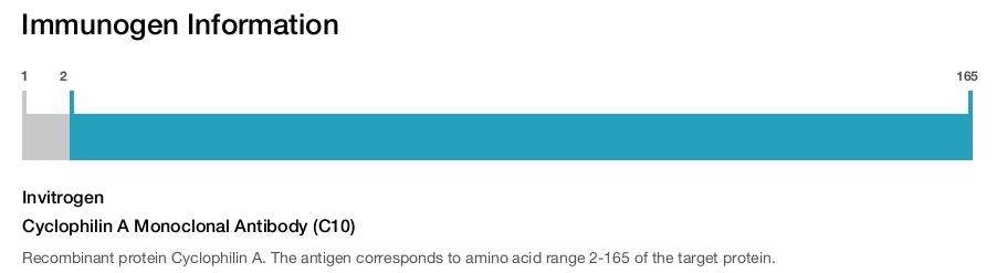 Cyclophilin A Monoclonal Antibody (C10)