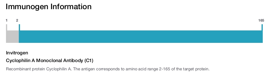 Cyclophilin A Monoclonal Antibody (C1)