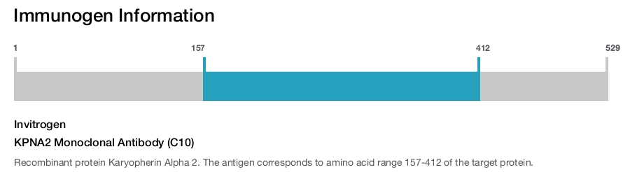 KPNA2 Monoclonal Antibody (C10)