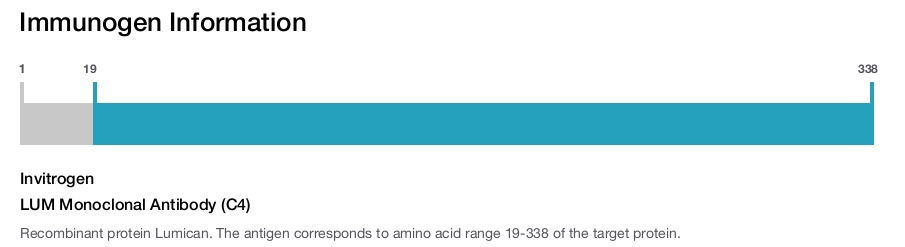 LUM Monoclonal Antibody (C4)