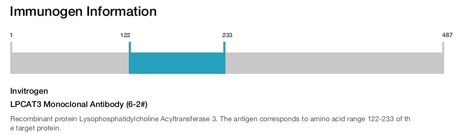LPCAT3 Monoclonal Antibody (6-2#)