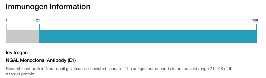 NGAL Monoclonal Antibody (E1)