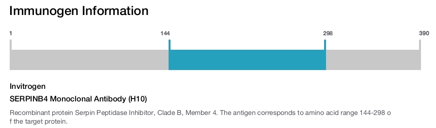 SERPINB4 Monoclonal Antibody (H10)