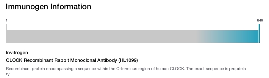 CLOCK Recombinant Rabbit Monoclonal Antibody (HL1099)