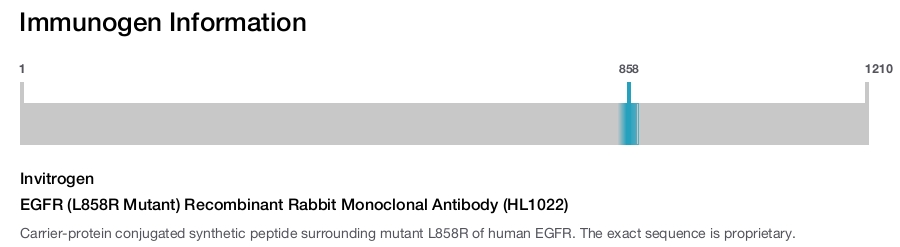 EGFR (L858R Mutant) Recombinant Rabbit Monoclonal Antibody (HL1022)