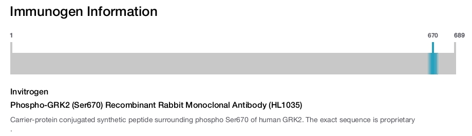Phospho-GRK2 (Ser670) Recombinant Rabbit Monoclonal Antibody (HL1035)