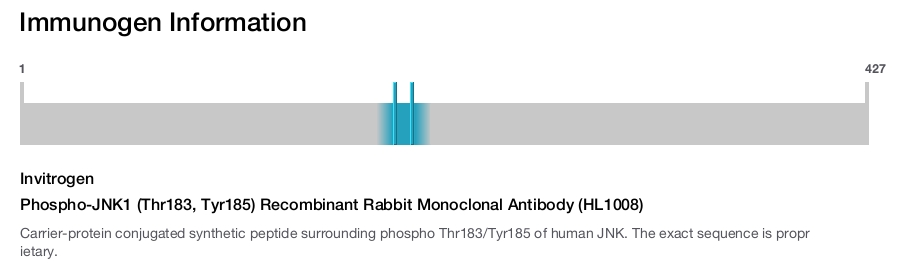 Phospho-JNK1 (Thr183, Tyr185) Recombinant Rabbit Monoclonal Antibody (HL1008)