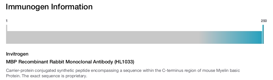 MBP Recombinant Rabbit Monoclonal Antibody (HL1033)