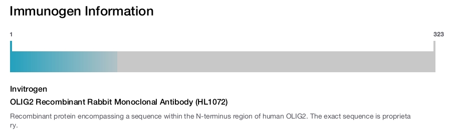 OLIG2 Recombinant Rabbit Monoclonal Antibody (HL1072)