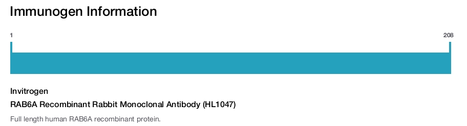 RAB6A Recombinant Rabbit Monoclonal Antibody (HL1047)