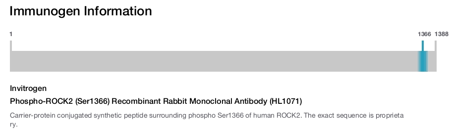 Phospho-ROCK2 (Ser1366) Recombinant Rabbit Monoclonal Antibody (HL1071)