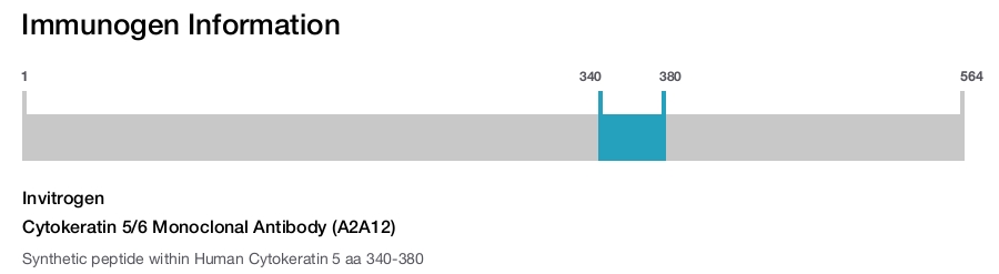 Cytokeratin 5/6 Monoclonal Antibody (A2A12)