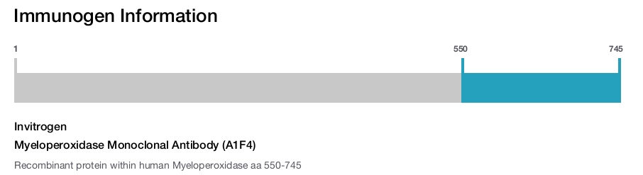 Myeloperoxidase Monoclonal Antibody (A1F4)