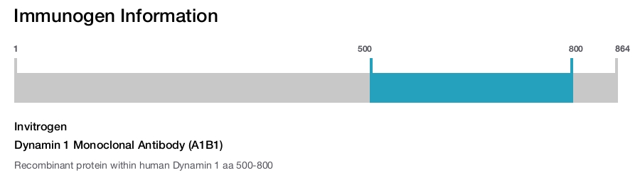 Dynamin 1 Monoclonal Antibody (A1B1)