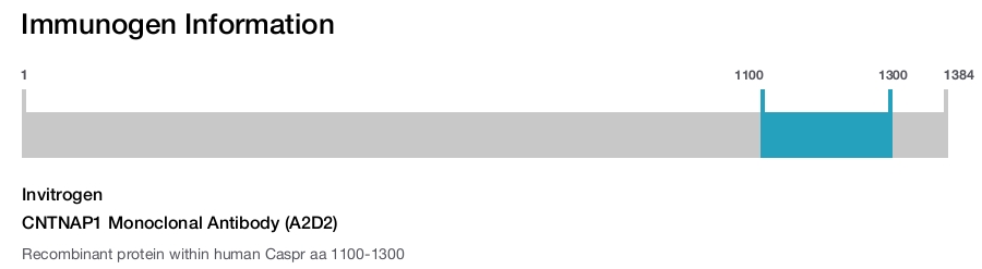 CNTNAP1 Monoclonal Antibody (A2D2)