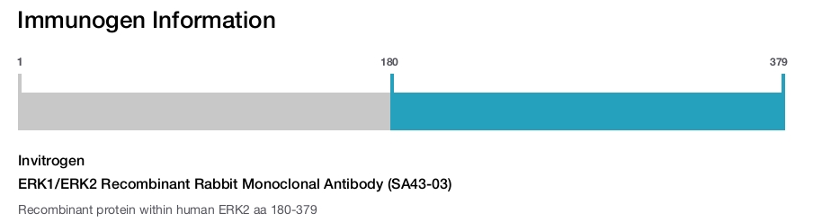 ERK1/ERK2 Recombinant Rabbit Monoclonal Antibody (SA43-03)