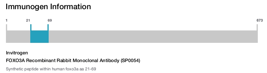 FOXO3A Recombinant Rabbit Monoclonal Antibody (SP0054)