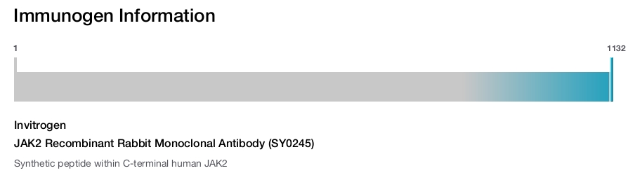 JAK2 Recombinant Rabbit Monoclonal Antibody (SY0245)