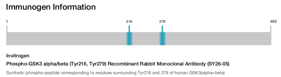 Phospho-GSK3 alpha/beta (Tyr216, Tyr279) Recombinant Rabbit Monoclonal Antibody (SY26-05)