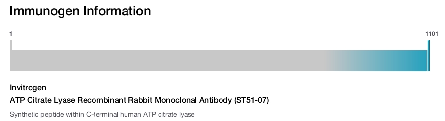 ATP Citrate Lyase Recombinant Rabbit Monoclonal Antibody (ST51-07)