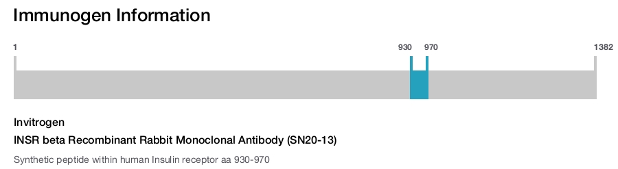 INSR beta Recombinant Rabbit Monoclonal Antibody (SN20-13)