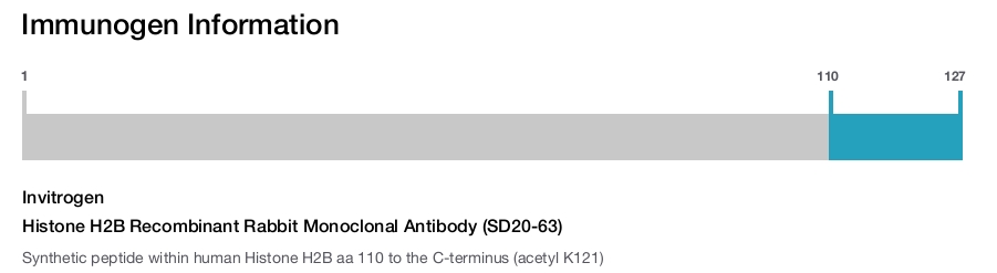 Histone H2B Recombinant Rabbit Monoclonal Antibody (SD20-63)