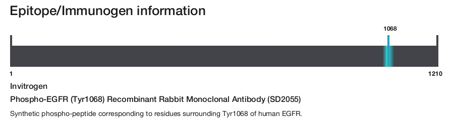 Phospho-EGFR (Tyr1068) Recombinant Rabbit Monoclonal Antibody (SD2055)