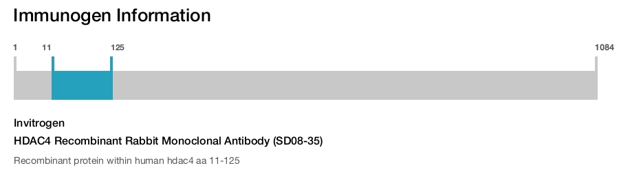 HDAC4 Recombinant Rabbit Monoclonal Antibody (SD08-35)