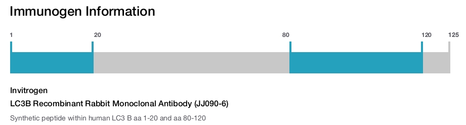 LC3B Recombinant Rabbit Monoclonal Antibody (JJ090-6)
