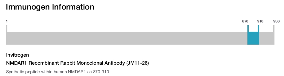 NMDAR1 Recombinant Rabbit Monoclonal Antibody (JM11-26)