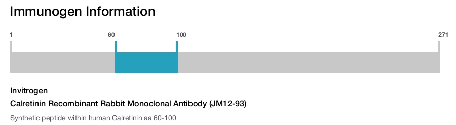Calretinin Recombinant Rabbit Monoclonal Antibody (JM12-93)