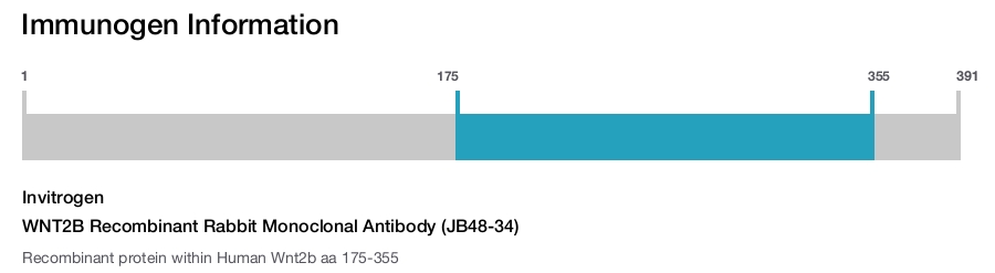 WNT2B Recombinant Rabbit Monoclonal Antibody (JB48-34)