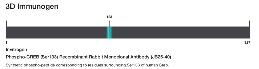 Phospho-CREB (Ser133) Recombinant Rabbit Monoclonal Antibody (JB25-40)