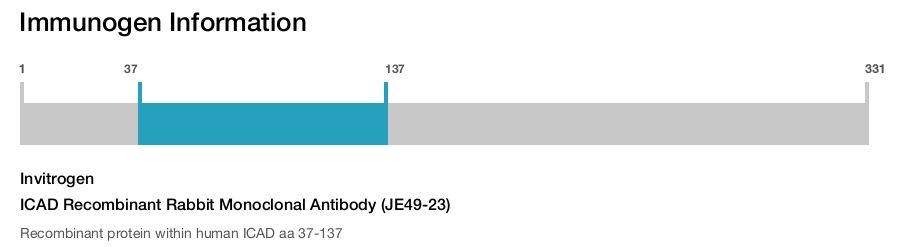 ICAD Recombinant Rabbit Monoclonal Antibody (JE49-23)