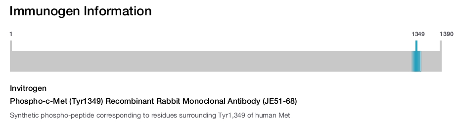 Phospho-c-Met (Tyr1349) Recombinant Rabbit Monoclonal Antibody (JE51-68)