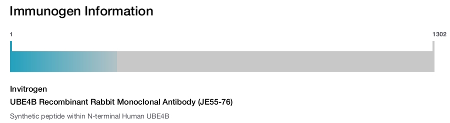 UBE4B Recombinant Rabbit Monoclonal Antibody (JE55-76)