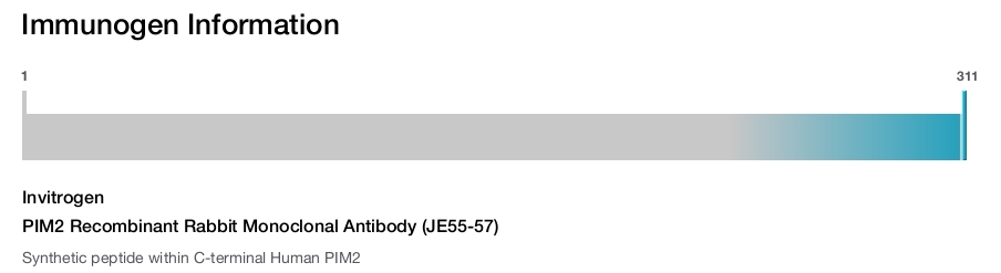 PIM2 Recombinant Rabbit Monoclonal Antibody (JE55-57)