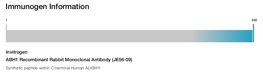 ABH1 Recombinant Rabbit Monoclonal Antibody (JE56-09)