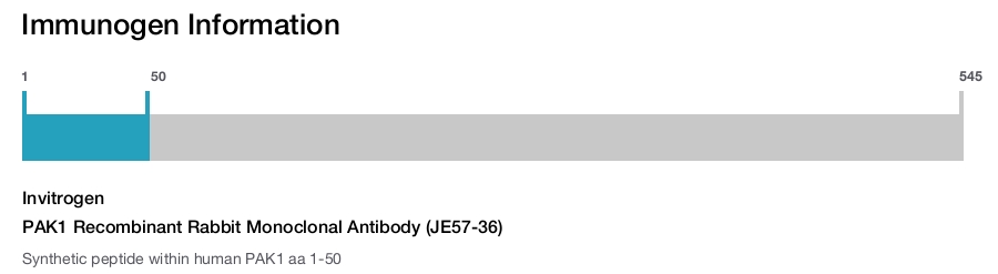 PAK1 Recombinant Rabbit Monoclonal Antibody (JE57-36)
