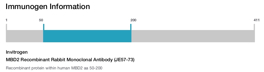 MBD2 Recombinant Rabbit Monoclonal Antibody (JE57-73)
