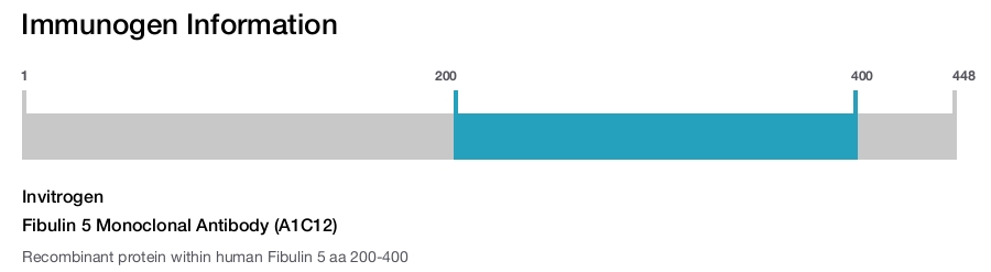 Fibulin 5 Monoclonal Antibody (A1C12)