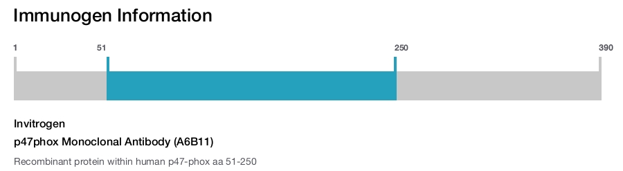 p47phox Monoclonal Antibody (A6B11)