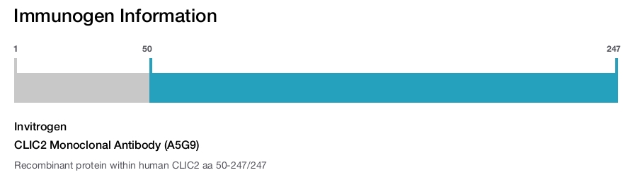CLIC2 Monoclonal Antibody (A5G9)