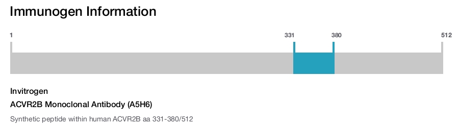 ACVR2B Monoclonal Antibody (A5H6)