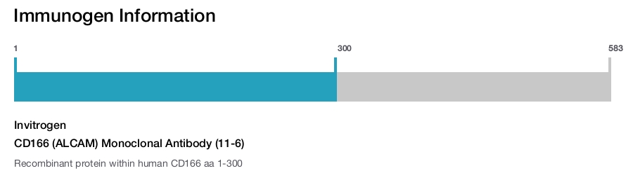 CD166 (ALCAM) Monoclonal Antibody (11-6)